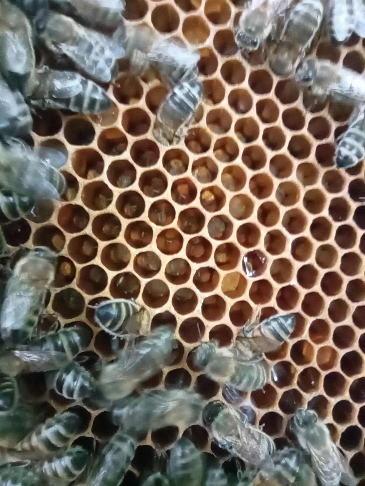 Odkłady pszczele, 5 ramkowe- langstroth i dadant