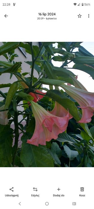 Patyczek datury różowa i żółta