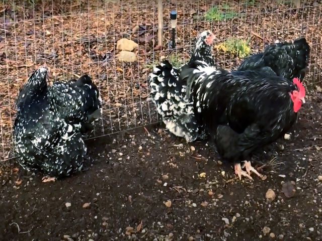 Інкубаційне яйце. породи орпінгтон мармуровий, блакитний, чорний.