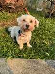 Snoopy - 7 anos, xCaniche