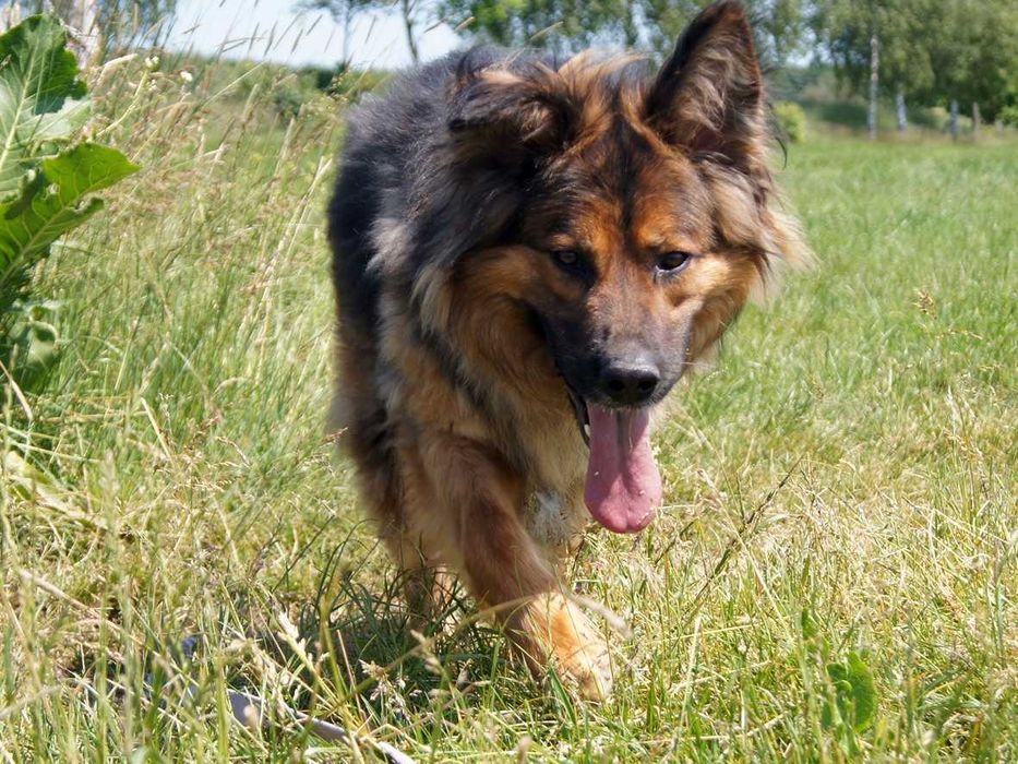 Gacek – inteligentny „przytulak” w typie owczarka