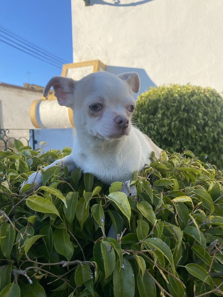 Chihuahua  macho mini excelente lhos verdes