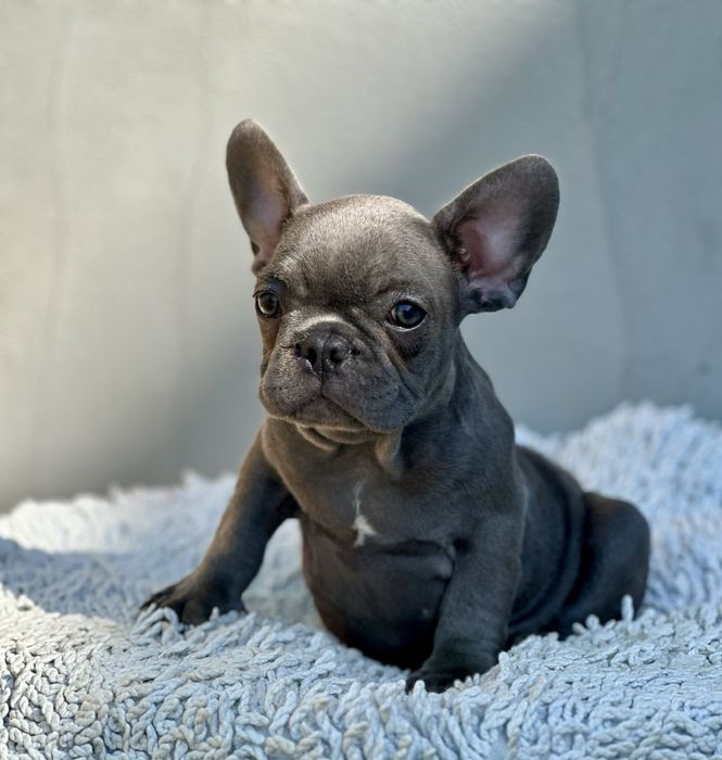 Супер французики с документами