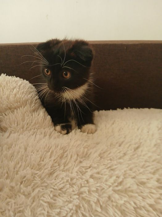 Продам висловухе кошеня