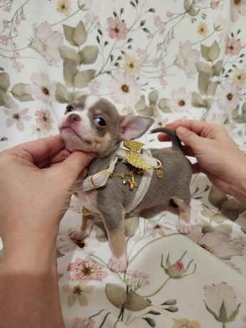 Cudowna Chihuahua liliowo biała BIANKA ELISABETH