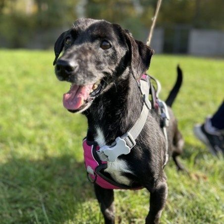 Rakuś, jest kochany i zle znosi pobyt w schronisku, pokochaj