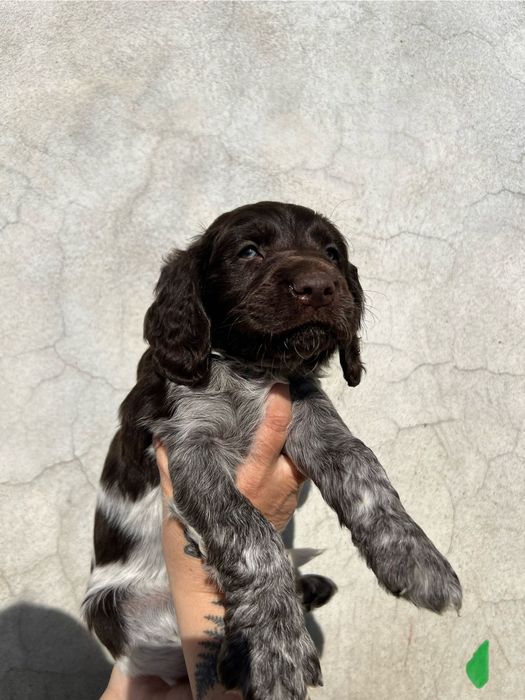 Szczenię Niemiecki płochacz Wahtelhund