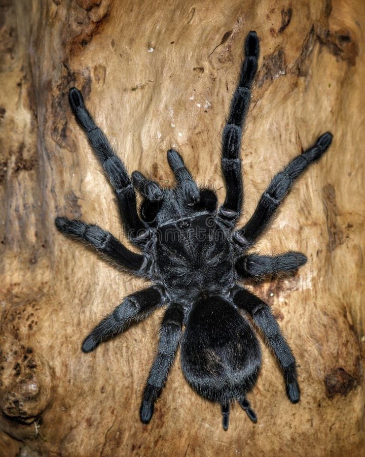 Паук Grammostola pulchra адульт самец
Grammostola pulchra-один из самы