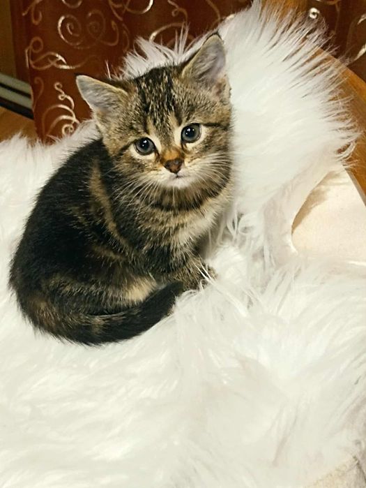 Oddam kotki w dobre rece