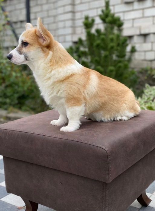 Цуценя вельш-коргі