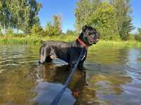 Cane Corso Pies.