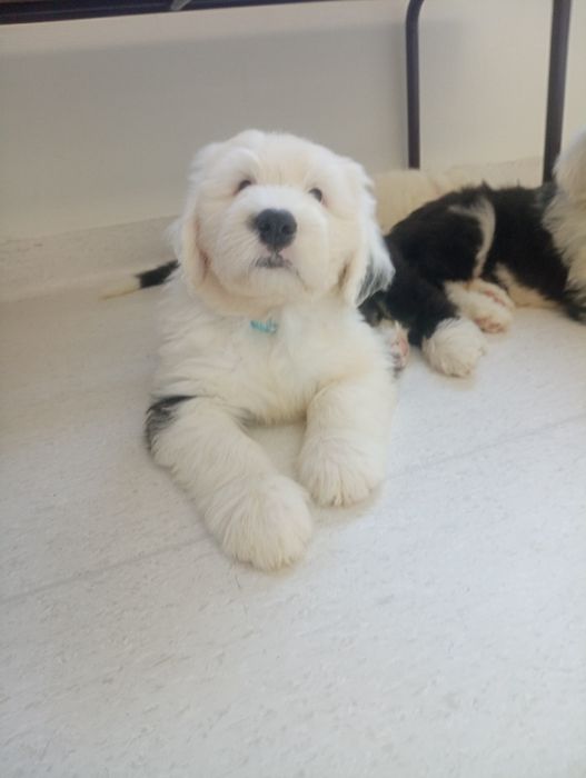 Owczarek staroangielski bobtail