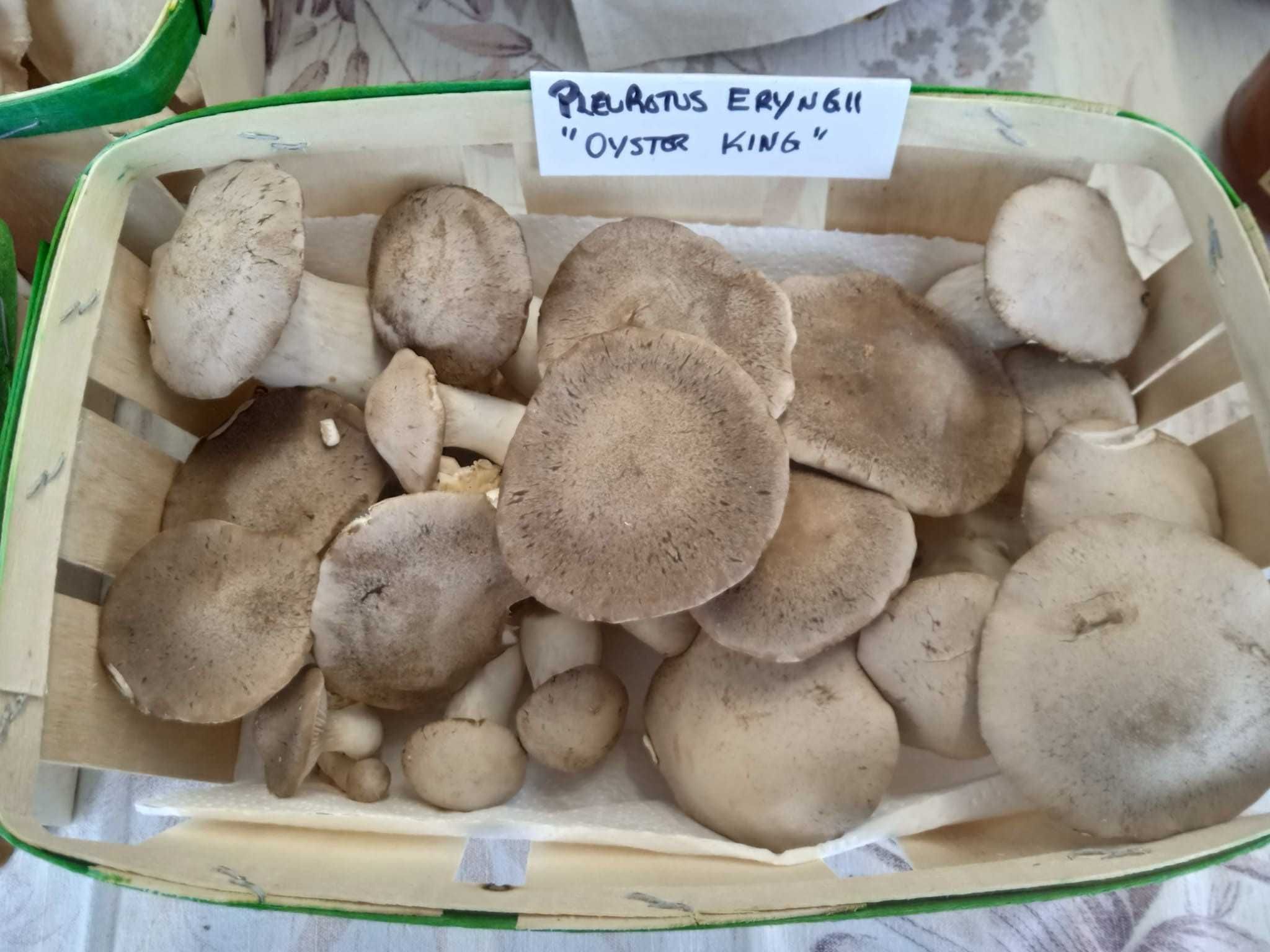 Cogumelos Pleurotus Eryngii