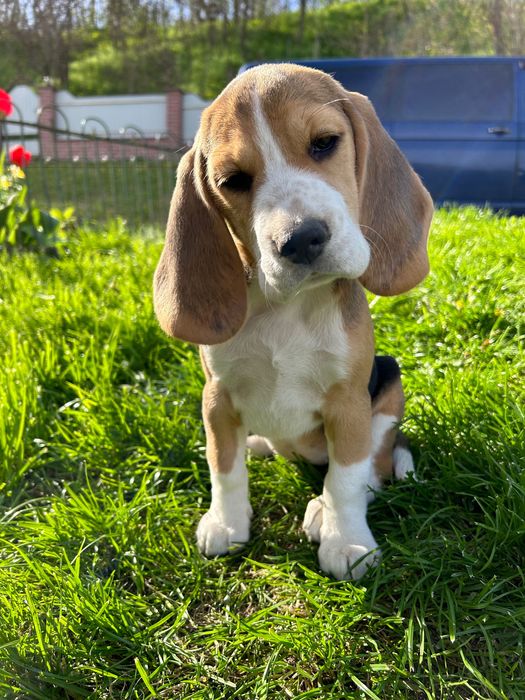 Вуханки - біглюші!