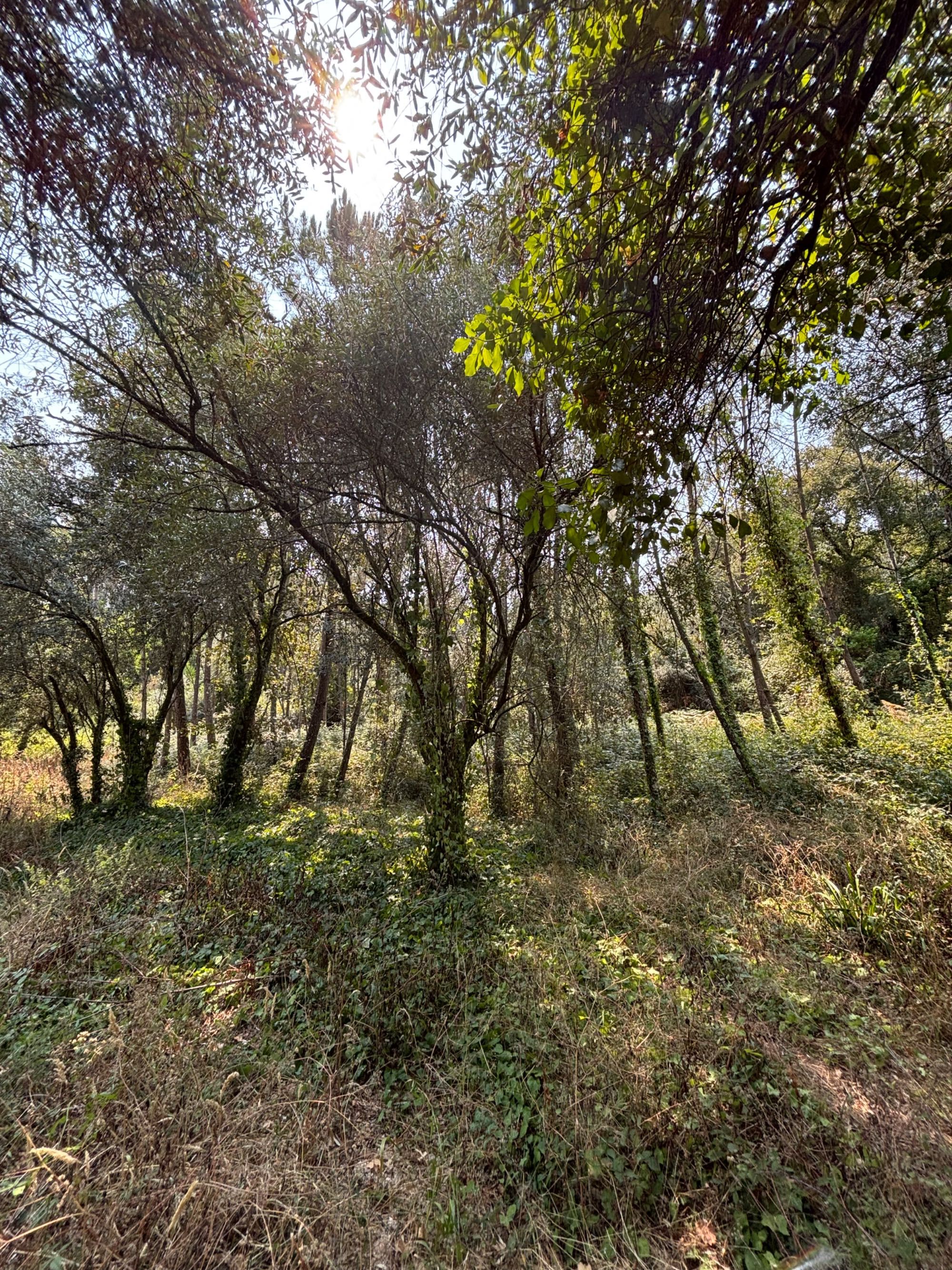 Vendo 2 Terrenos Rústicos 1800 m2 c/ poço em Opeia/Leiria