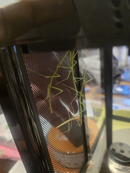 Patyczaki rogate i skrzydlate patyczak Strzelin