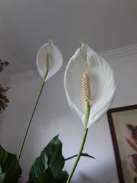 Skrzydłokwiat, roślina w ceramicznej doniczce