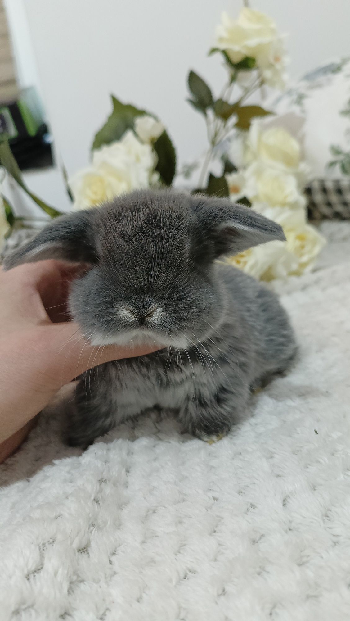 Mini lop króliki karzełek miniaturka baranek