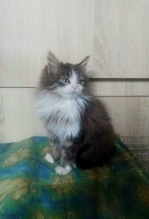 Котенок в поисках семьи. Пушистые котята ищут дом