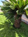 Vendo cica planta