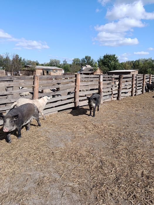 Реалізуємо маленьких поросят породи Кармал.. та.вівців