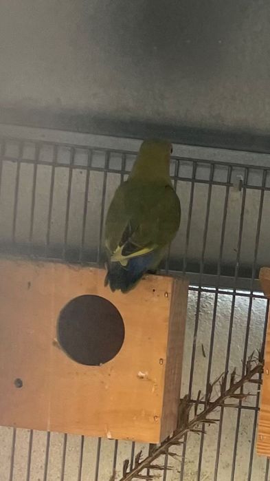 Agapornis roseicollis novos