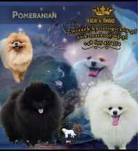 Szpic miniaturowy Pomeranian