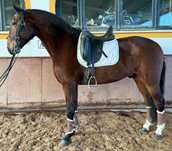 Cavalo  lusitano