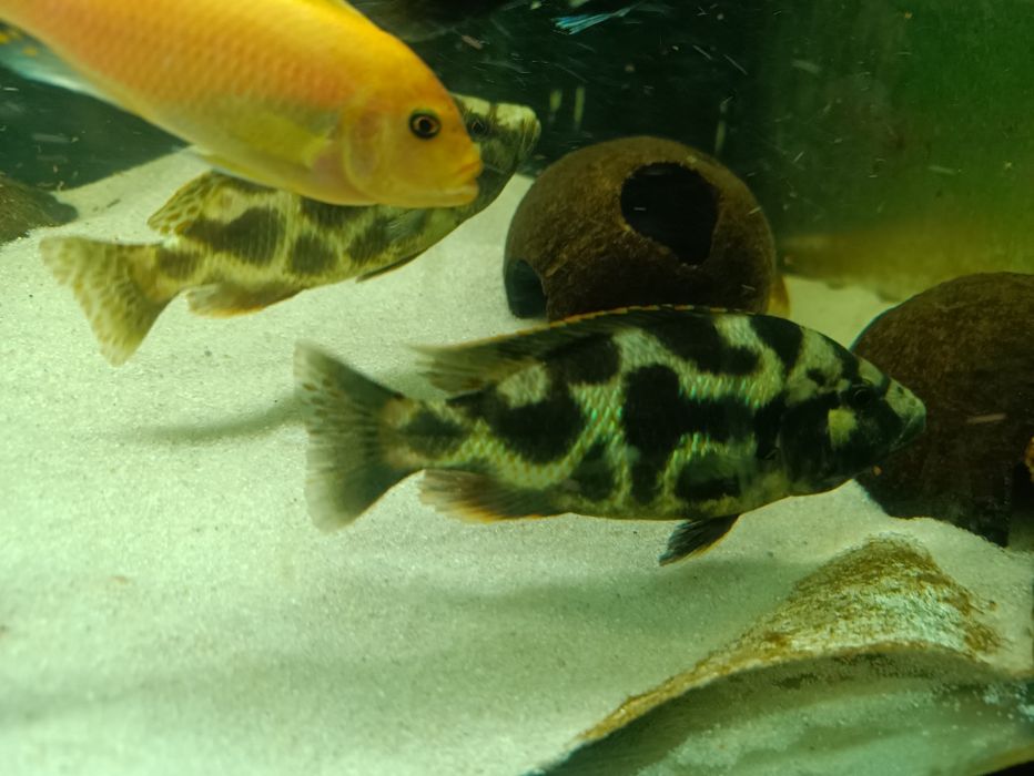 Pyszczaki  Nimbochromis livingstoni