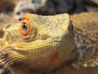 Agama brodata samica plus terrarium