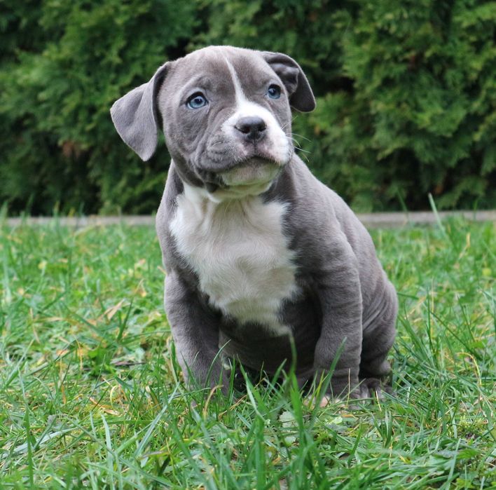 Amstaff American Staffordshire Terrier Amstaf BLUE błękitny