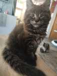 Cezar Maine coon