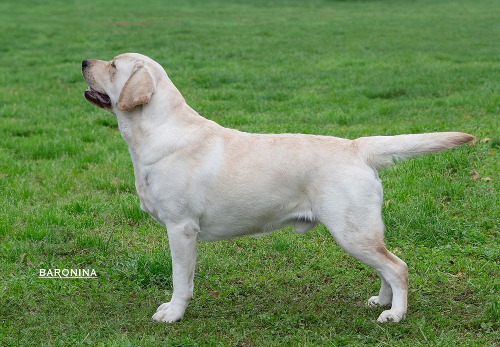 Открыт для вязок молодой кобель лабрадор!