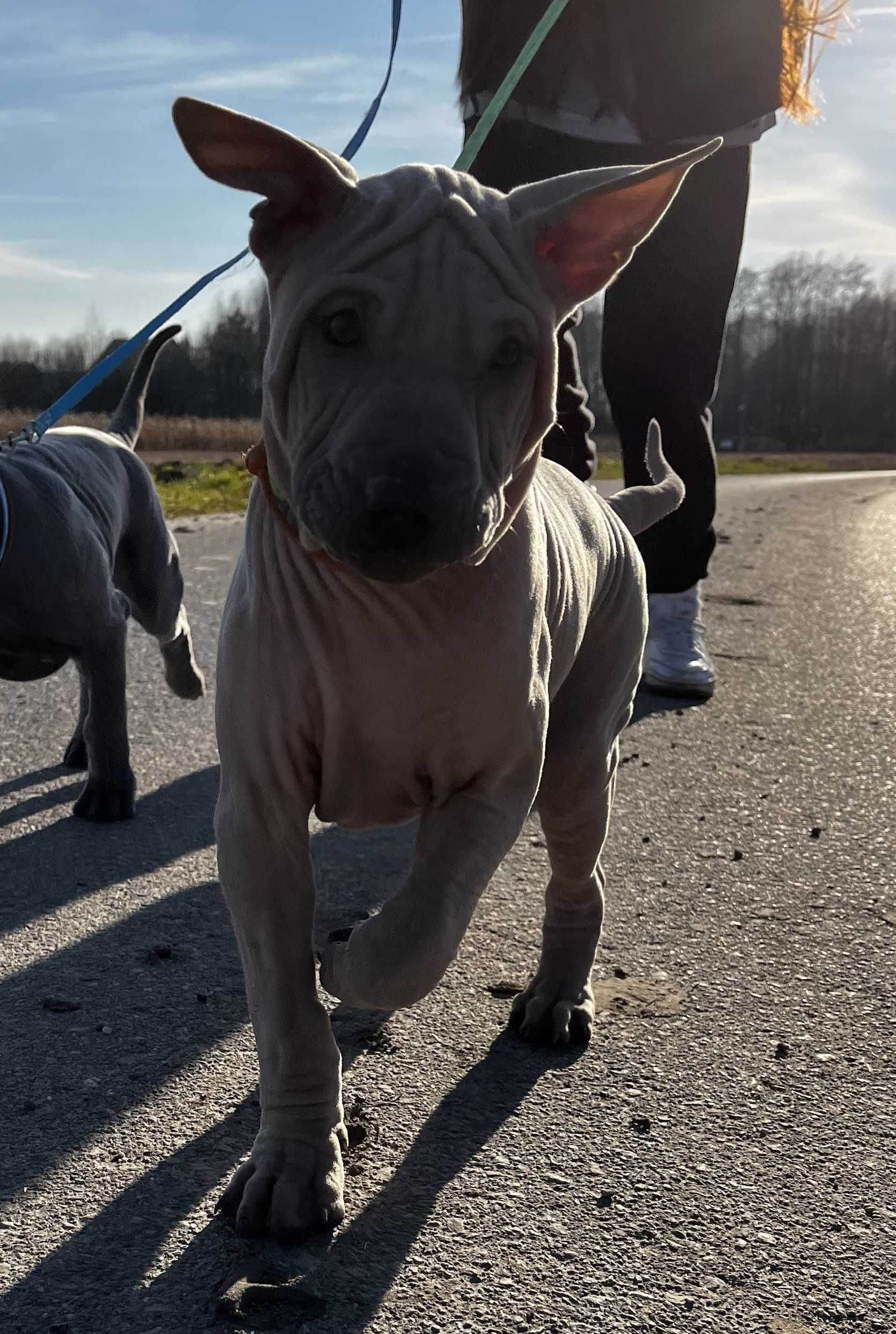 Thai Ridgeback Dog szczenię