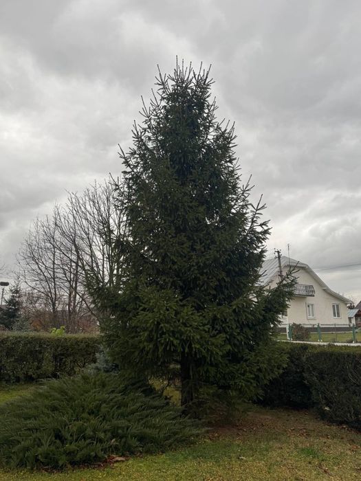 Ялинка 8-9 метрів самовивіз