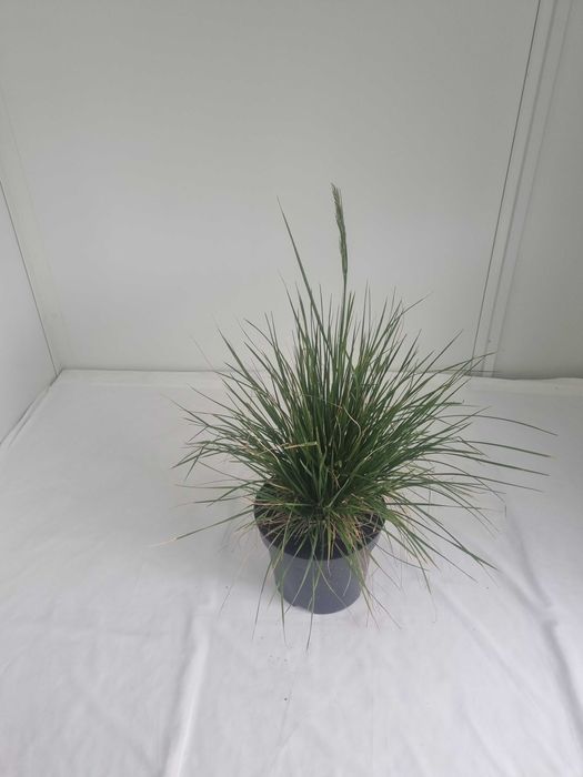 Śmiałek Darniowy – Dekoracyjna Trawa Ozdobna, Doniczka 5L