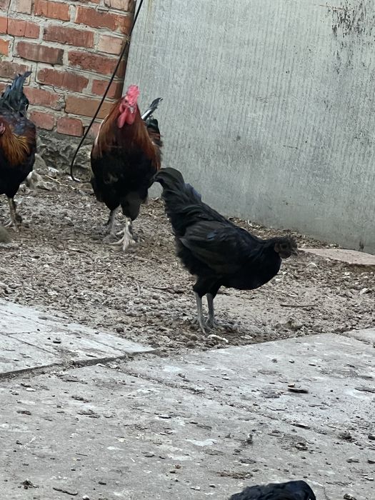 Петухи марана.