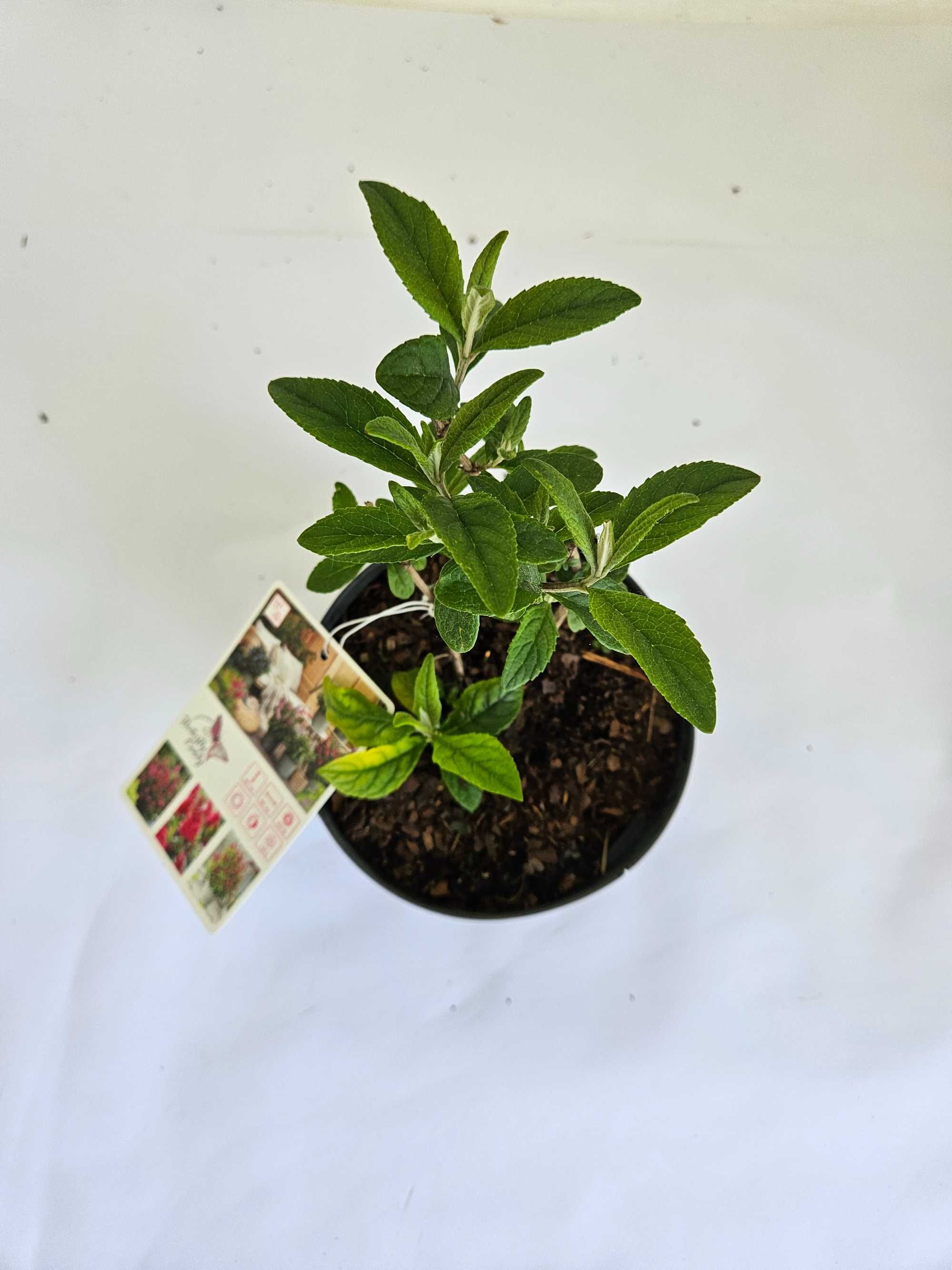 Budleja Dawida 'Little Ruby' (Buddleja davidii 'Little Ruby')