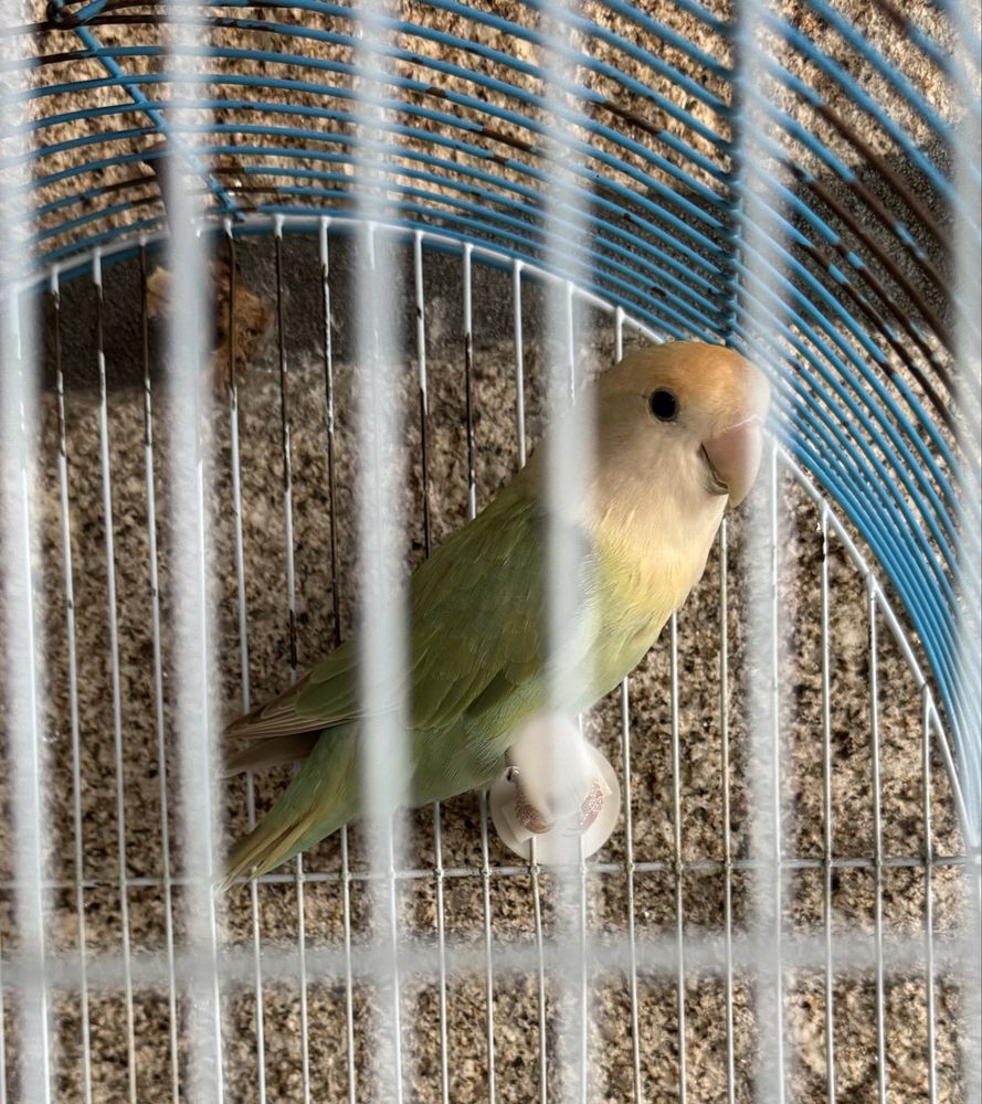 Agaporni fêmea verde