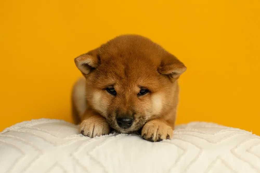 Shiba Inu disponível