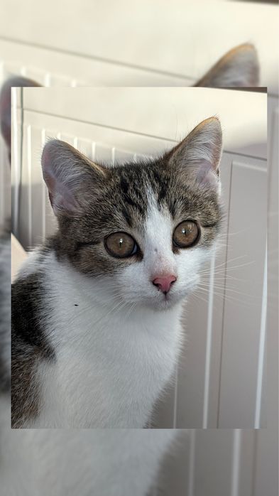 Oren kocurek do adopcji