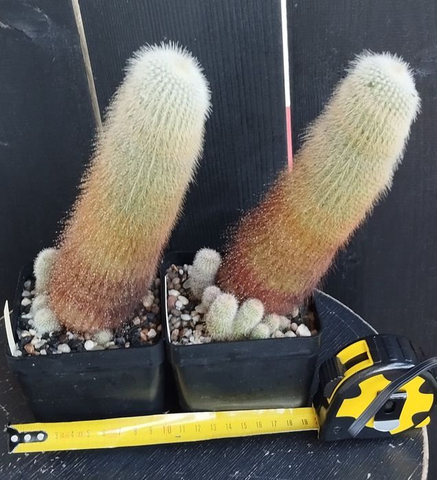 Kaktus eriocactus leninghausii 2 szuki