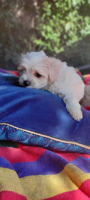 Maltipoo suczka Warszawa pudel maltańczyk