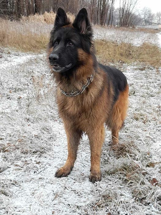 Кобель немецкой овчарки