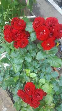 рози кусты барбариса