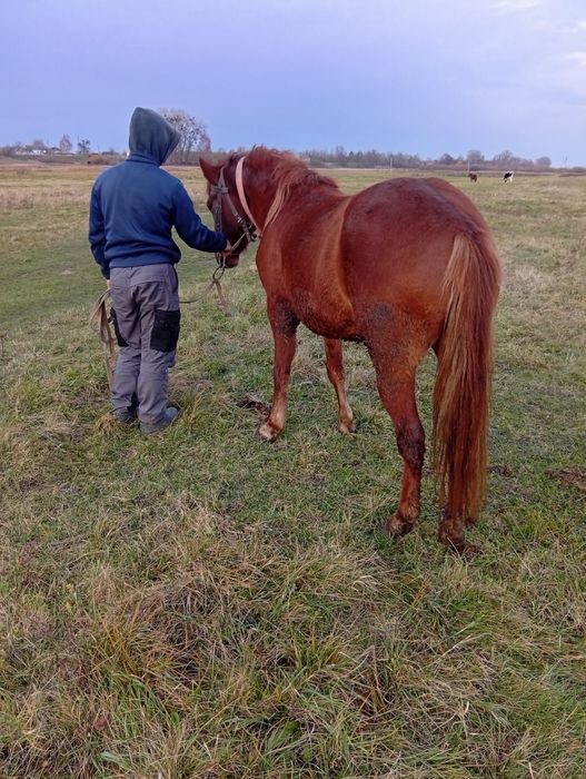 Продам молоду лошичку спокійна