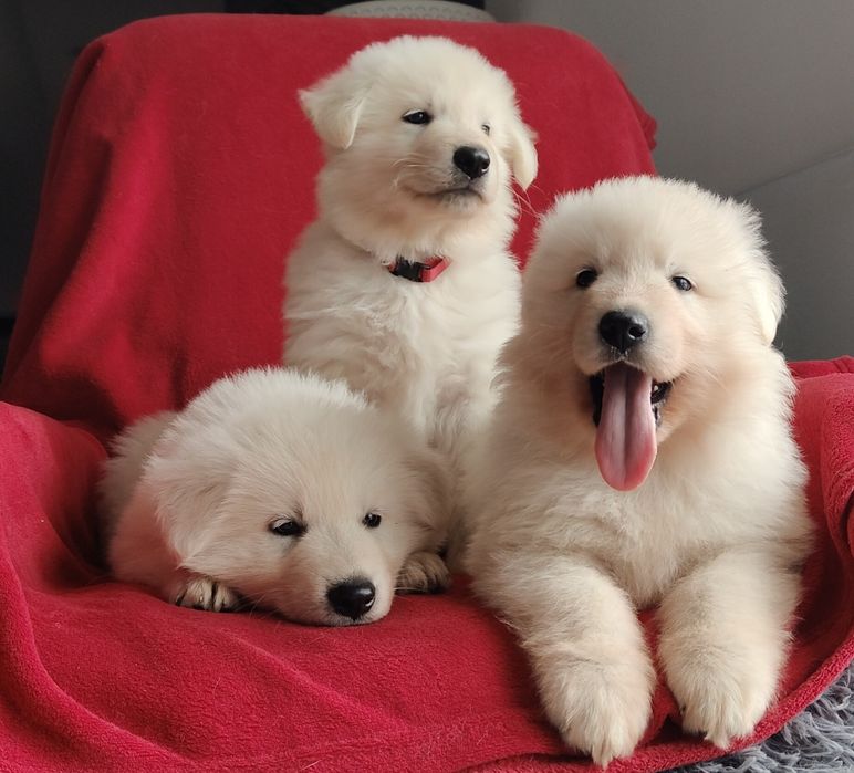 Biały Owczarek Szwajcarski Długowłosy Piesek FCI ZKWP