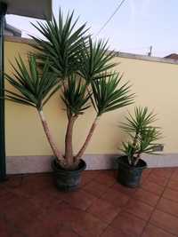 Vendo planta yucca de grande porte 2 a 2,5 metros muito estimada