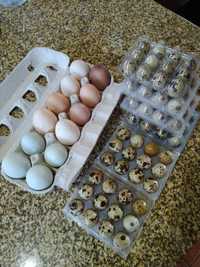 Ovos galados de diversas aves