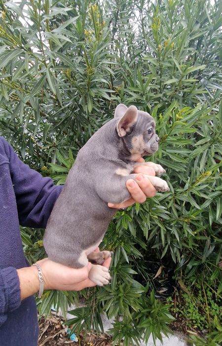 Bulldog Azul Fêmea